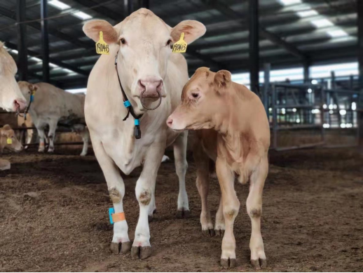 DB�羺(DBGame)�ٷ���վ